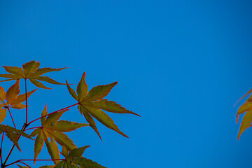 色づく紅葉と青空の背景