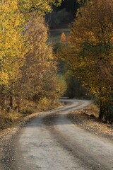 Obraz premium Beautiful autumn landscape with fallen dry red leaves, road through the forest and yellow trees.turkey