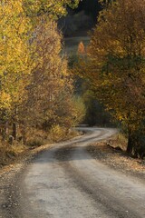 Beautiful autumn landscape with fallen dry red leaves, road through the forest and yellow trees.turkey