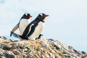 penguin on the rocks