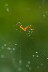 Spider on Nature