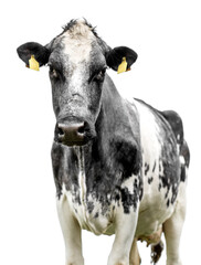 cow  isolated