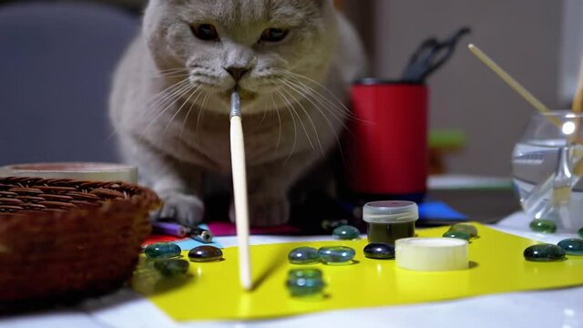 Sly British Cat Jumped on Table and to Steal Paint Brush. Thief. Animal Instinct