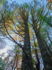 Old Tall Moss Covered Pine Trees on Glacial Moraine Trail on Cape Cod in Autumn Forest