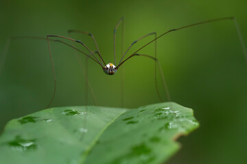 Spider on Nature