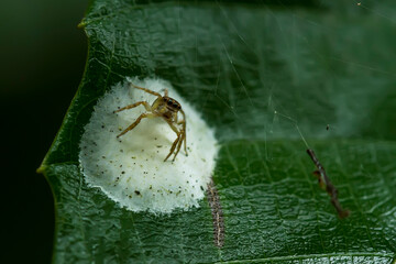 Spider on Nature