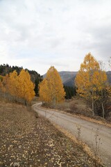 Naklejka premium Beautiful autumn landscape with fallen dry red leaves, road through the forest and yellow trees.turkey