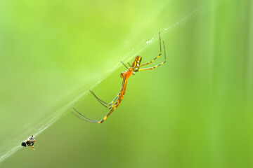 Spider on Nature