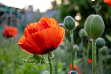 
wildflowers / poppies, cornflowers, nature, landscape in the field in summer, sweet cherry