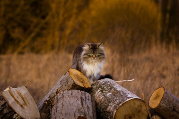fierce fluffy cat sitting on the wood
