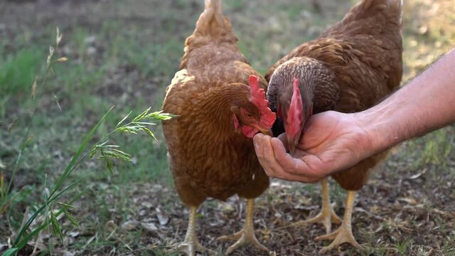 chickens eating hand in hand on the farm