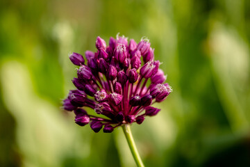 
wildflowers / poppies, cornflowers, nature, landscape in the field in summer, sweet cherry