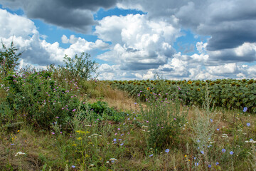 
wildflowers / poppies, cornflowers, nature, landscape in the field in summer, sweet cherry