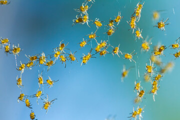 Spider on Nature