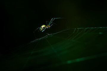 Spider on Nature