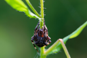 big black spider on green grass close up
