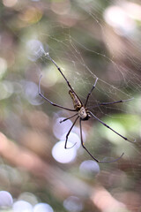 The spider guarding the web
