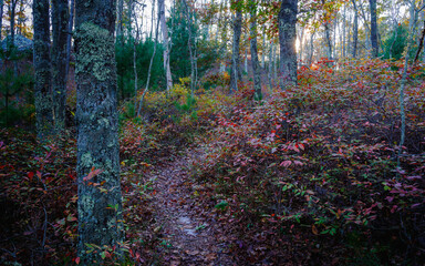 Glacial Moraine Footpath Trail in New England Conservation Forest in Autumn