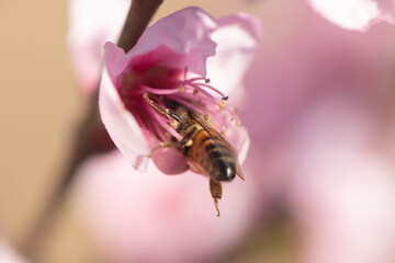 bee pollinating peach flower