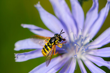 
bee sitting on a big blue flower macro photography
