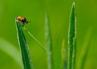 fly sits on grass on a green background