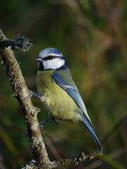 Obraz premium blue tit (Cyanistes caeruleus)