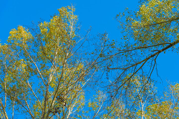 Trees in autumn colors in a field under a blue bright sky in sunlight at fall, Almere, Flevoland, The Netherlands, November 4, 2020