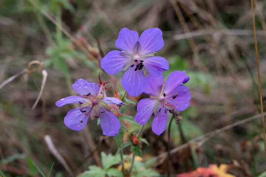 Delicate blue flowers of the meadow geranium
