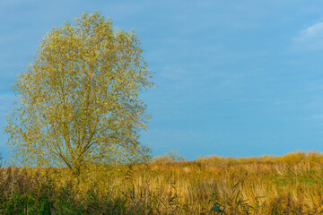 Fototapeta premium Trees in autumn colors in a field under a blue bright sky in sunlight at fall, Almere, Flevoland, The Netherlands, November 4, 2020