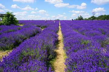 Beautiful lavender field at Mayfield Lavender Farm on a sunny day, Banstead, UK