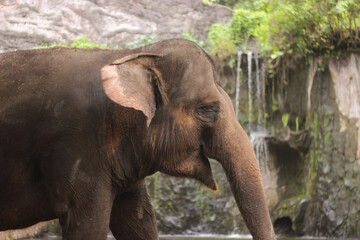 Fototapeta na wymiar a smiling elephant waiting to eat
