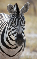 Fototapeta na wymiar Close up of a Zebra, Etosha National Park Namibia 
