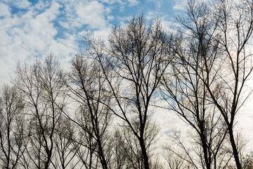 Silhoutte of the canopy of deciduous trees in a field in wetland under a blue white cloudy sky in sunlight in autumn, Almere, Flevoland, The Netherlands, November 4, 2020