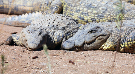 Close up of crocodiles, Etosha National Park Namibia 
