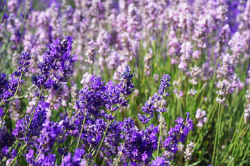 Fototapeta premium Beautiful lavender field at Mayfield Lavender Farm on a sunny day, Banstead, UK