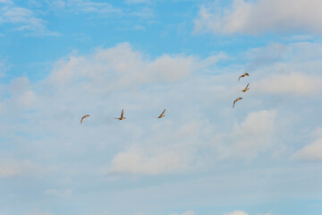 Geese flying in a blue white cloudy sky in a bright sunlight at fall, Almere, Flevoland, The Netherlands, November 5, 2020
