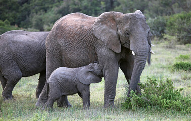 Naklejka na ściany i meble Baby elephant suckling, Eastern Cape South Africa
