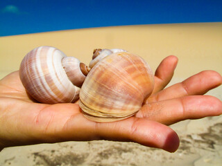 seashell on the palm