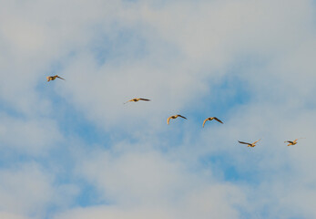 Geese flying in a blue white cloudy sky in a bright sunlight at fall, Almere, Flevoland, The Netherlands, November 5, 2020