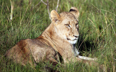 Fototapeta na wymiar Lion cub resting in long grass, Eastern Cape, South Africa