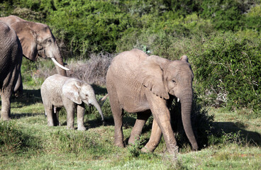 Obraz na płótnie Canvas Young elephants, Eastern Cape South Africa
