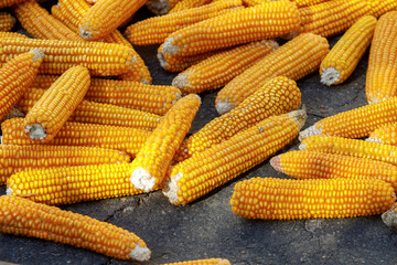 ripe yellow corn dries in the sun, a lot of corn