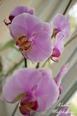 
pink orchid on the window