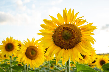 Obraz premium Sunflowers, sunny mood, summer day