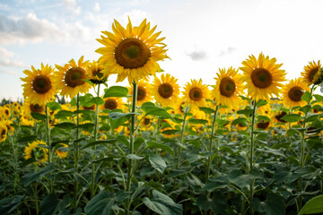 
Sunflowers, sunny mood, summer day