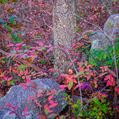 Moss and Lichen Covered Rocks and Oak Tree Trunk on Glacial Moraine Footpath Trail on Cape Cod in Autumn