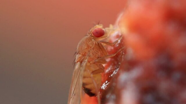 Close up de mosca da fruta (Drosophila)