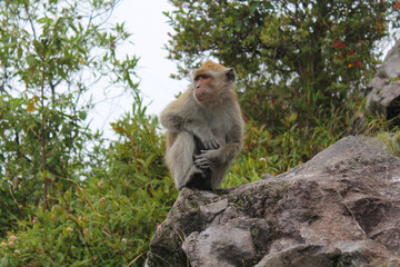 Monkey on Mount Lawu, Indonesia