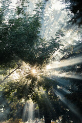 Sunbeams Streaming through Trees with Dramatic Light