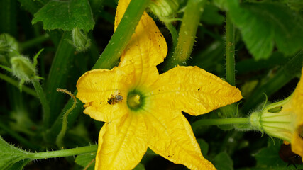 Field pattypan flower blossom squash patty pan Cucurbita pepo patissoniana farm summer squash crops before harvesting, gourds agriculture farming, creeping plant spinning, bloom yellow red